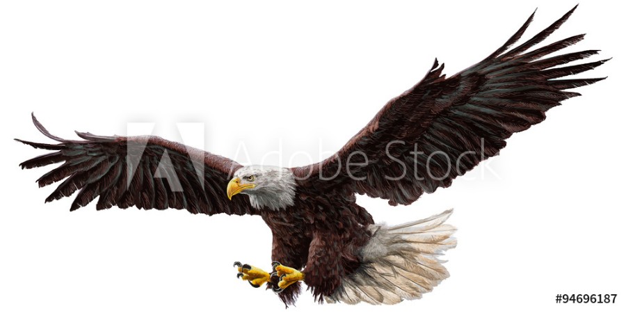 Picture of Bald eagle flying draw and paint on white background vector illustration